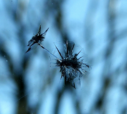 Cracked windscreen by Mags_cat